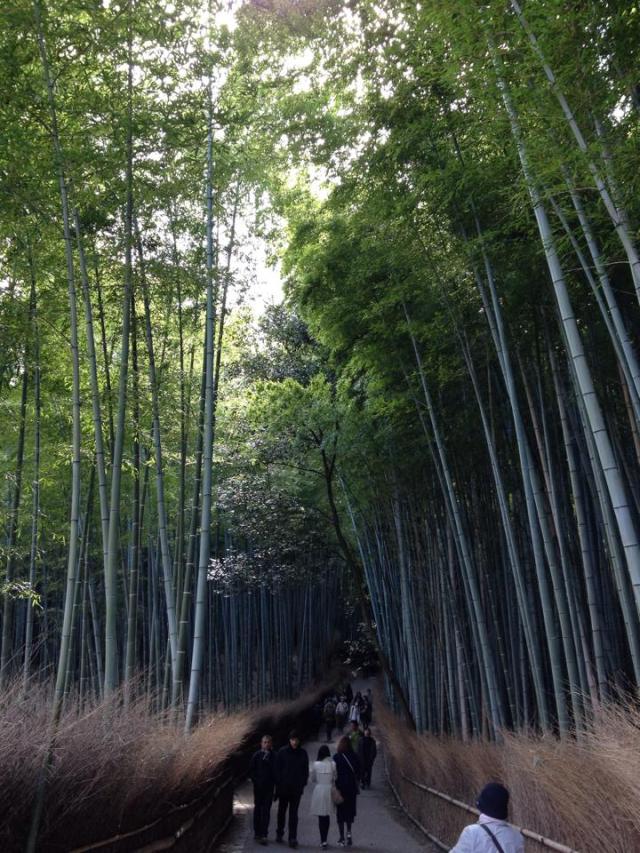 Arashimaya Bamboo Path, Kyoto, Japan. An  ecological and spiritual destination for tourists and pilgrims.