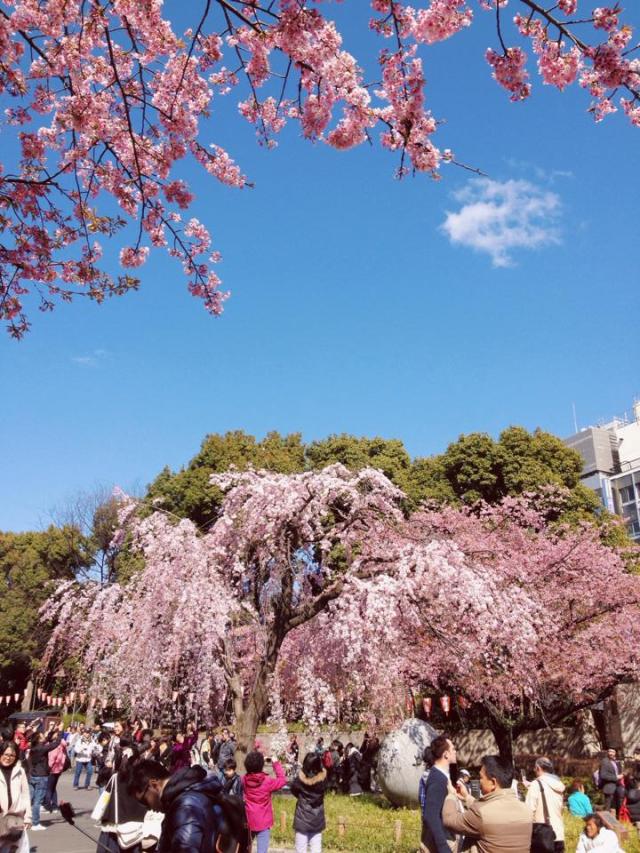 A flower that brings millions of dollars to Japan, the cherry blossom. We were very lucky to have been able to visit Japan as the cherry blossoms were starting to bloom.