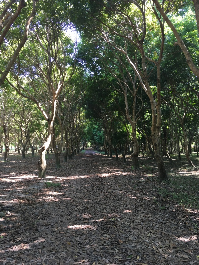 A portion of the young mango grove where the wedding ceremony took place.