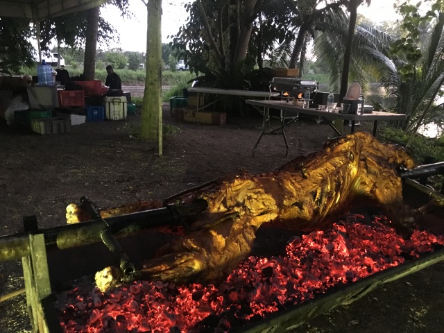 A slow-cooked, whole roasted calf